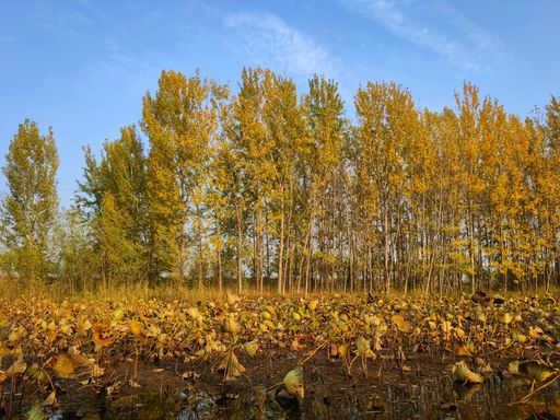 IMG_20201026_153203-01