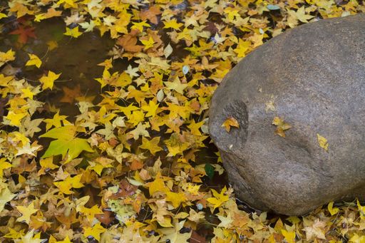 DSC05134å¯æ¬