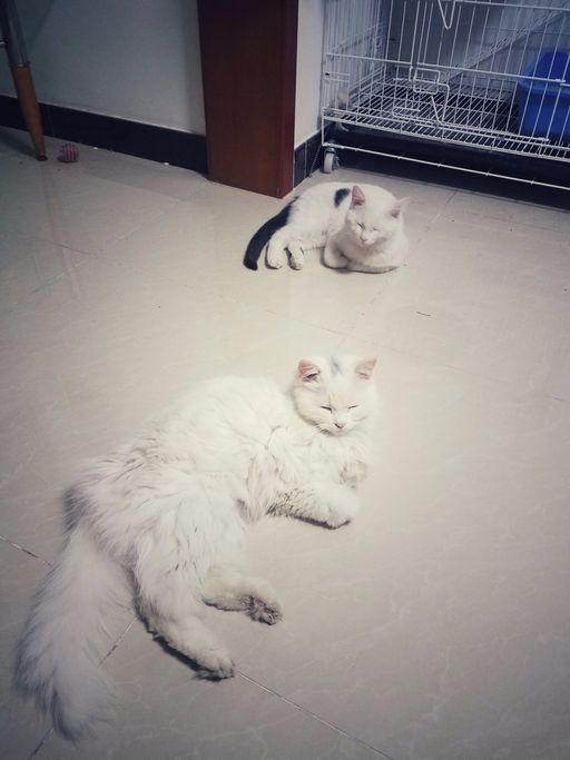 20170311_200933_001-01